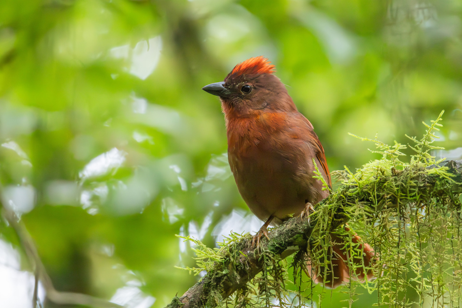 image Red-crowned Ant-Tanager